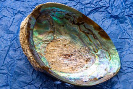 Photo for A Shot Of A Beautiful Specimen Of Natural Paua Abalone Shell Showing Inside Pearly Texture - Royalty Free Image