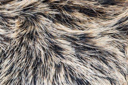 Photo for Wild boar fur texture. Animal skin, fur, and coat as background - Royalty Free Image