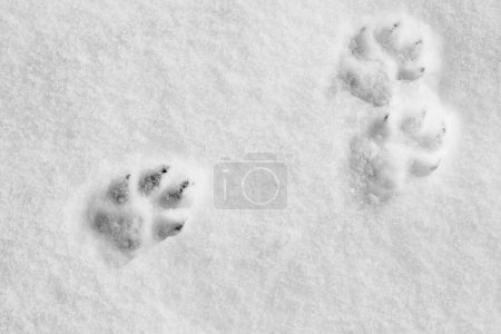 Fußabdrücke auf dem Schnee. Winterhintergrund mit Hundepfote auf Schnee aufgedruckt