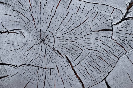 Photo for Cross section of a charred walnut tree trunk - Royalty Free Image