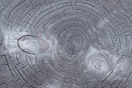 Burnt pine tree stump. Wood cross section structure. Revealing patterns in nature