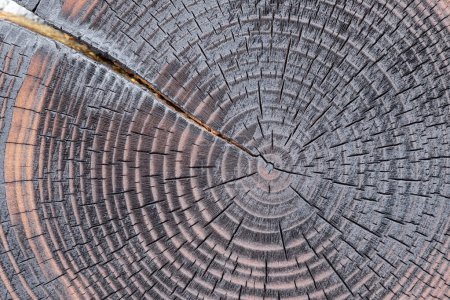 Photo for Concentric growth rings in the body of the cedar tree - Royalty Free Image