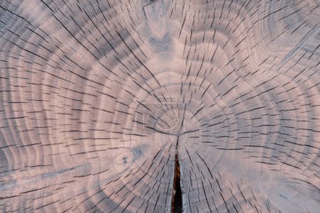 Photo for Growth rings and cracks in charred yew tree slice. Tree trunk cross section structure - Royalty Free Image