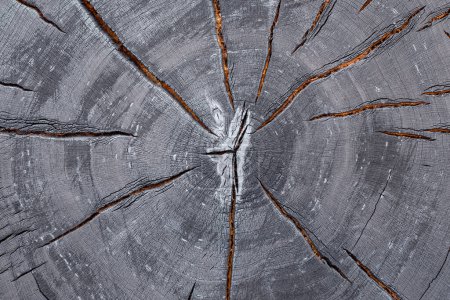 Birch tree trunk cross section with cracked and burned surface