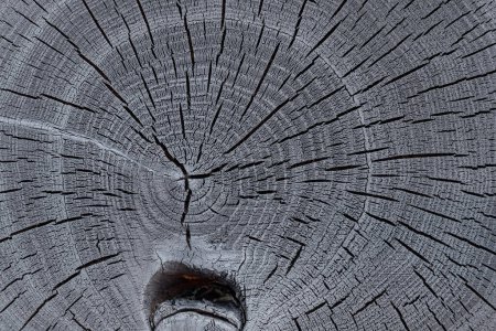 Photo for Burnt acacia tree with detailed growth rings and cracks on its cross section structure. Wood grain - Royalty Free Image