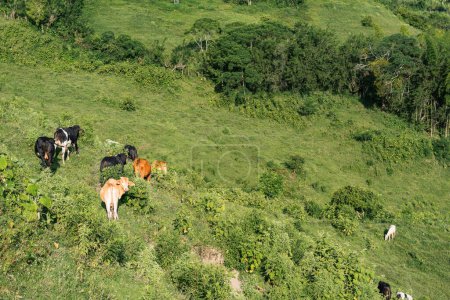 Foto de Manada de vacas lecheras en la cima de una montaña sudamericana en un día soleado de verano. vacas negras y anaranjadas pastando al lado de una colina. concepto ganadero - Imagen libre de derechos
