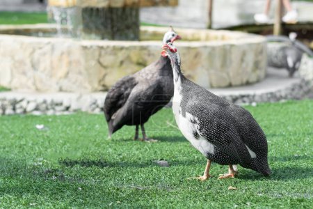 Photo for Two Numida meleagris or Guinea fowl walking on the green grass and looking upwards - Royalty Free Image