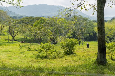 Weide mit kühen auf einer rinderfarm im departement valle del cauca in kolumbien, grüne natur. ländlicher Raum.