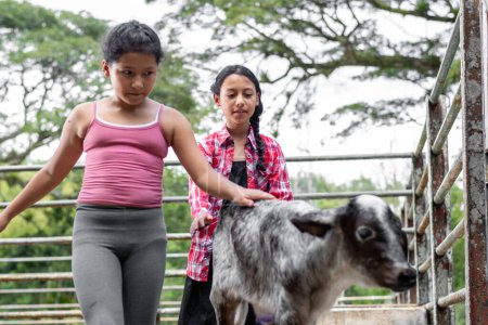 zwei lateinische Bauernmädchen hinter dem Kalb versuchen es zu berühren, während es vor ihnen davonläuft