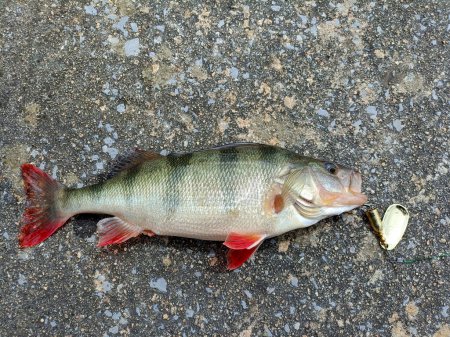 Predatory fish caught with the lure of a Chinese manufacturer. lying on the asphalt