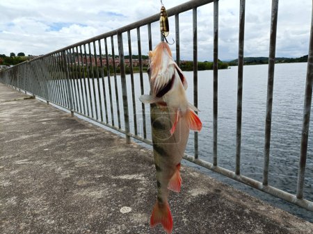 perch caught on bait from the bridge