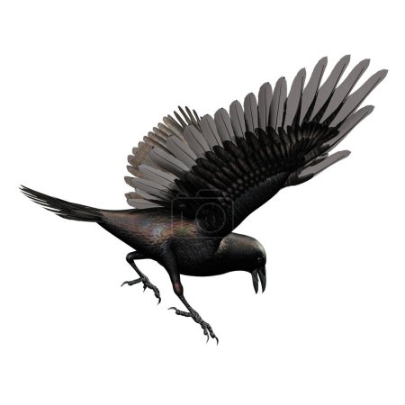 Téléchargez les photos : Corbeau noir irisé isolé sur fond blanc, Illustration 3D, rendu 3D - en image libre de droit