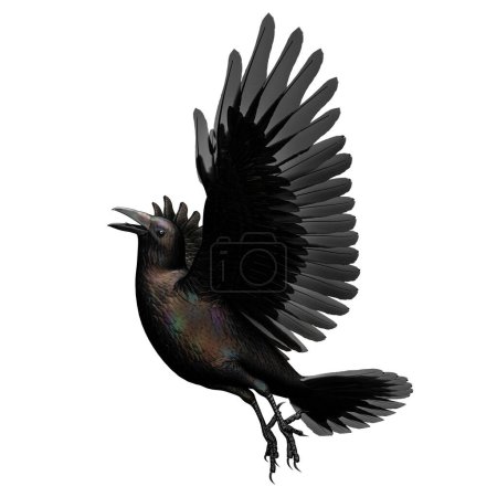 Foto de Cuervo negro iridiscente aislado sobre fondo blanco, Ilustración 3D, Renderizado 3D - Imagen libre de derechos
