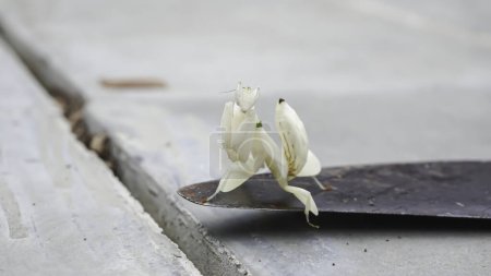 Téléchargez les photos : Sauterelle Mantis sur une faucille de fer avec un fond de carrelage. - en image libre de droit