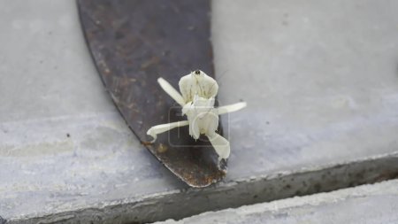 Téléchargez les photos : Sauterelle Mantis sur une faucille de fer avec un fond de carrelage. - en image libre de droit