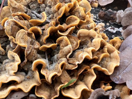 Photo for Fungus oak leaf structure close up. High quality photo - Royalty Free Image