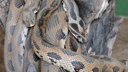 Téléchargez les photos : Gros plan d'un serpent, concept de faune - en image libre de droit