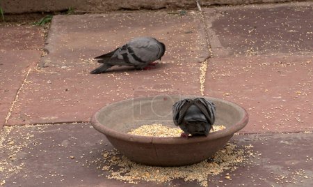 Téléchargez les photos : Pigeons mangeant les grains - en image libre de droit