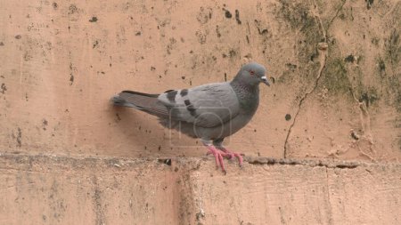 Téléchargez les photos : Pigeon sur le mur - en image libre de droit