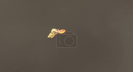 Photo for Gold jewelry in the water - Royalty Free Image