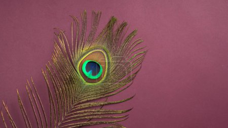 Close up view of peacock feathers on pink background