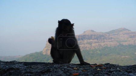 Téléchargez les photos : Singe assis sur un rocher avec vue sur la montagne - en image libre de droit