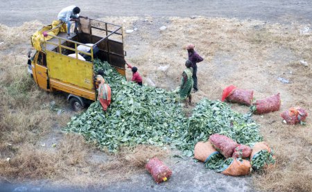 Foto de Vista superior de las personas que toman alimentos verdes desde el camión en la India - Imagen libre de derechos