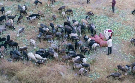 Photo for Top view of sheep feeding outdoors in India - Royalty Free Image