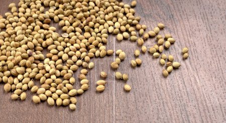 Photo for Coriander seeds for coriander powder, Indian Spices and herbs. - Royalty Free Image