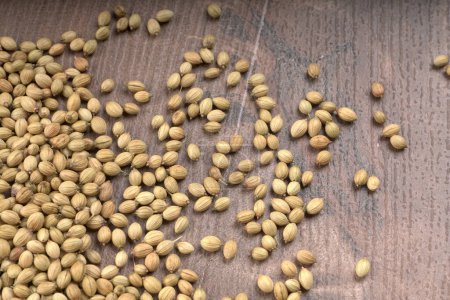 Photo for Coriander seeds for coriander powder, Indian Spices and herbs. - Royalty Free Image