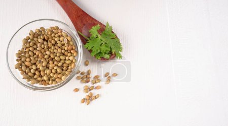 Téléchargez les photos : Bol et cuillère de graines de coriandre pour poudre de coriandre, épices indiennes et herbes. - en image libre de droit