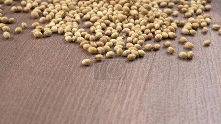 Photo for Bowl of Coriander seeds for coriander powder, Indian Spices and herbs. - Royalty Free Image