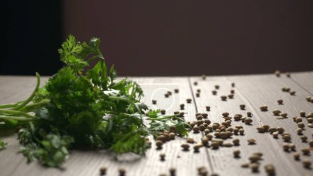 Foto de Semillas secas de cilantro con cuchara de bambú pequeña y hojas frescas de cilantro verde, ingredientes de especias famosas en la cocina de Asia - Imagen libre de derechos