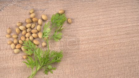 Photo for Dry coriander seeds with small bamboo spoon and green fresh bunch coriander leaves,famous spices ingredients in asia's kitchen. - Royalty Free Image