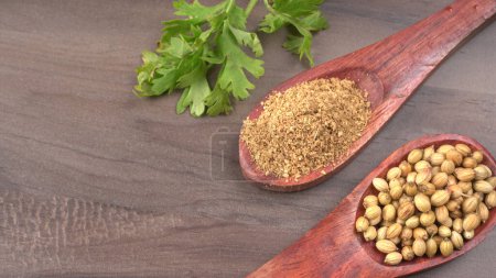 Photo for Dry coriander seeds with small bamboo spoons and green fresh bunch coriander leaves,famous spices ingredients in asia's kitchen. - Royalty Free Image