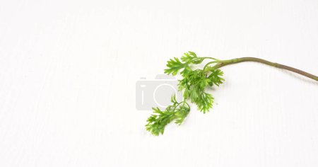 Téléchargez les photos : Lot de feuilles de persil ou de coriandre fraîches sur fond blanc - en image libre de droit
