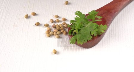 Foto de Semillas de cilantro seco con cucharas de bambú pequeñas y hojas de cilantro frescas verdes, ingredientes de especias famosas sobre fondo blanco - Imagen libre de derechos