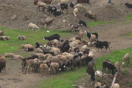 Foto de AMRAVATI, MAHARASHTRA, INDIA 23 MAYO 2019: Vista aérea del ganado vacuno con ovejas - Imagen libre de derechos