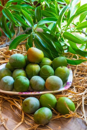 Photo for Unripe mango fruits on plastic plate - Royalty Free Image