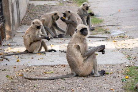 Foto de Monos sentados en el camino - Imagen libre de derechos