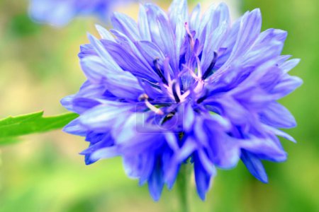 Photo for Cornflower field flower with a beautiful color. - Royalty Free Image