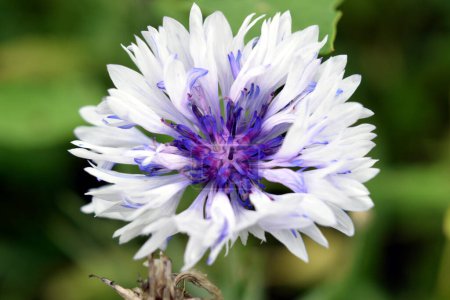 Photo for Cornflower field flower with a beautiful color. - Royalty Free Image