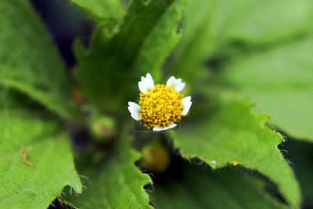 Photo for Yellow center and small petals of a plant growing in gardens. - Royalty Free Image