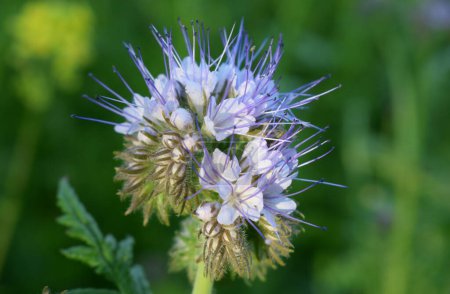 Photo for High pistils on blue-purple phacelia loved by bees - Royalty Free Image