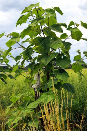 Photo for Tall energy trees growing in a field with large leaves - Royalty Free Image