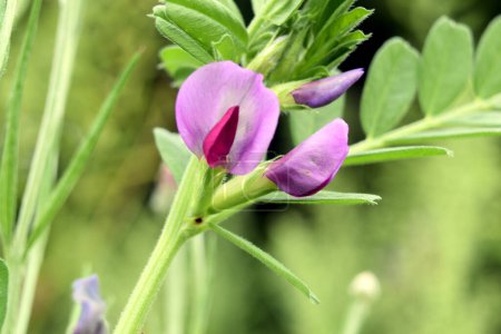 Photo for Purple field peas attracting bees with their scent - Royalty Free Image