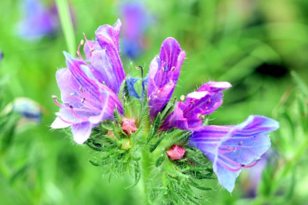 Foto de Una flor de campo púrpura que atrae abejas con su aroma - Imagen libre de derechos