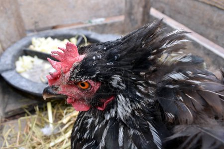 Photo for Hen close up with red back and black feathers - Royalty Free Image