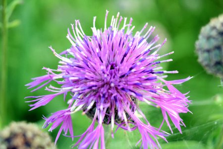 Foto de Flor de cardo púrpura atraer a las abejas con su aroma - Imagen libre de derechos