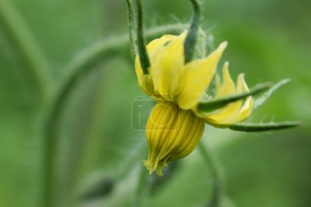 Photo for Yellow tomato flower from which after pollination will be tasty red vegetables - Royalty Free Image